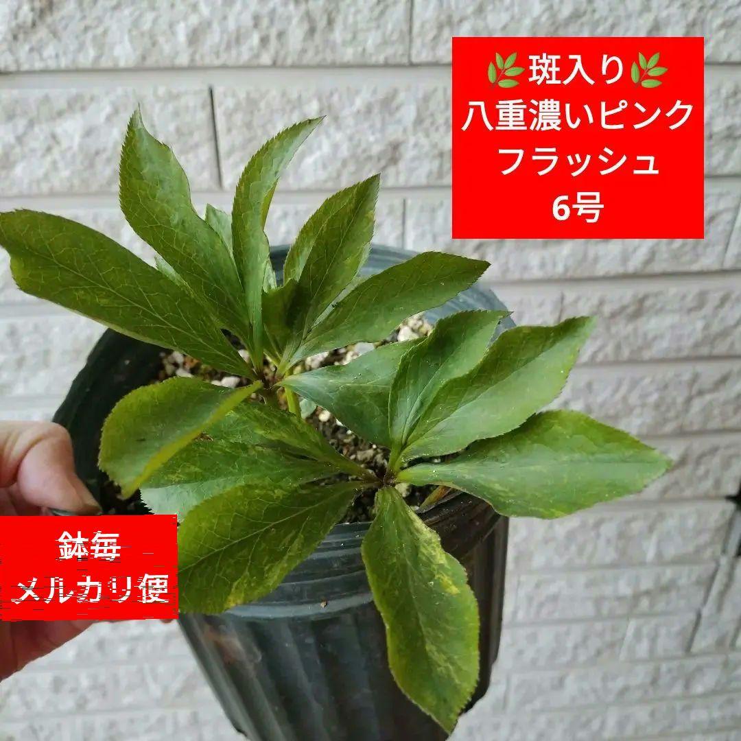 クリスマスローズ　斑入り　八重　レッド〜ピンク　フラッシュ　6号鉢