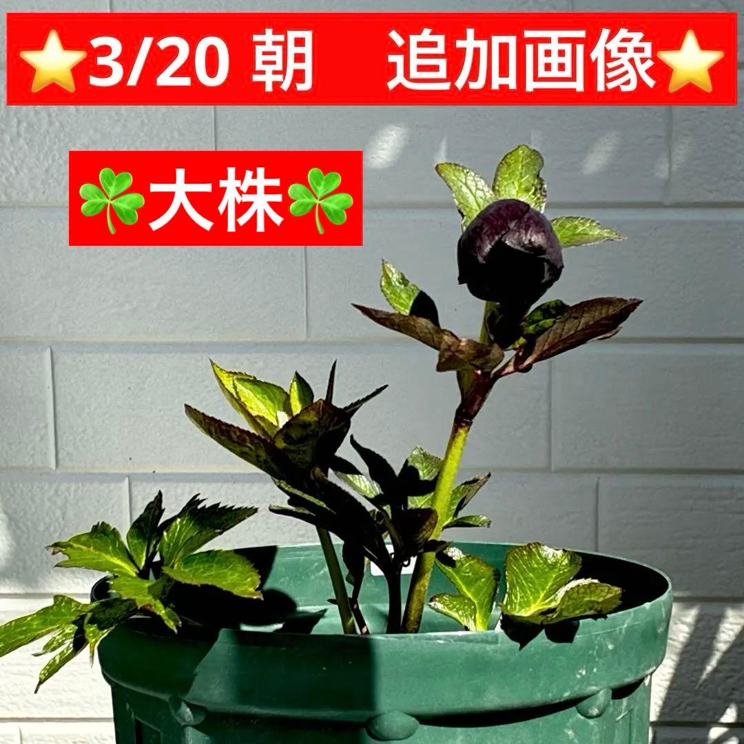 ☘️ラスト☘️大株☘️2年管理☘️6号ロング☘️タグ付⭐️SD⭐️BLACK⭐️ASHWOOD⭐️