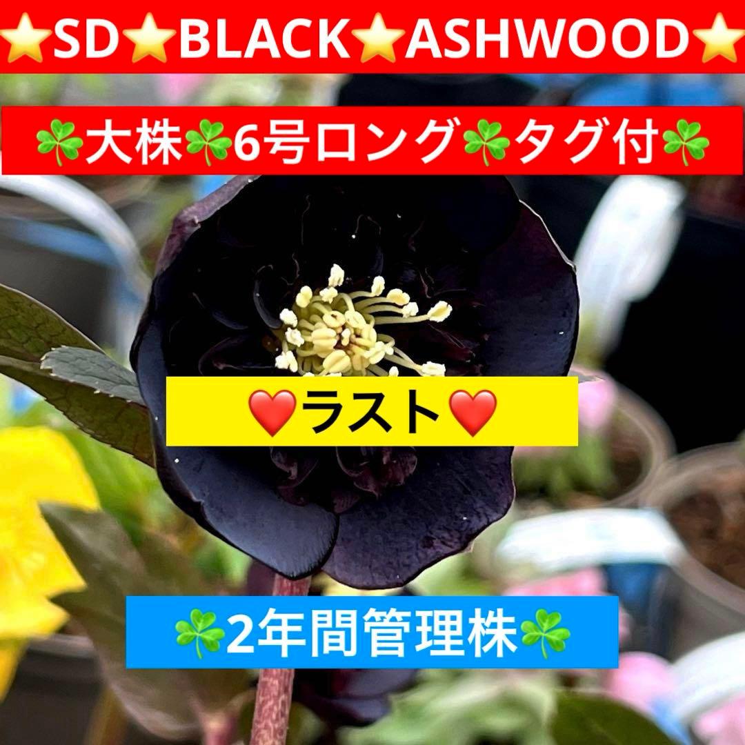 ☘️ラスト☘️大株☘️2年管理☘️6号ロング☘️タグ付⭐️SD⭐️BLACK⭐️ASHWOOD⭐️