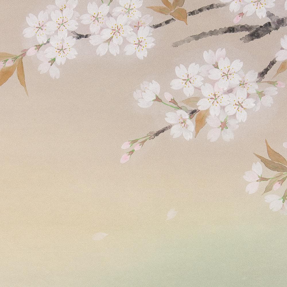 ※Tsutsuzi Sato　掛軸 横幅 水越由喜「桜」共箱