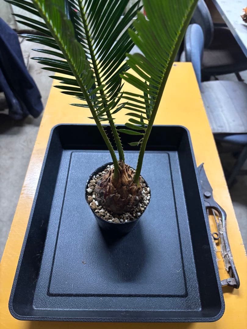 【特選個体】【初売り最終】ソテツ子株　観葉植物　ドライガーデン　南国風