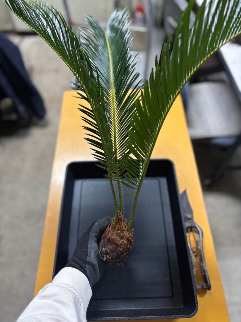 【特選個体】【初売り最終】ソテツ子株　観葉植物　ドライガーデン　南国風