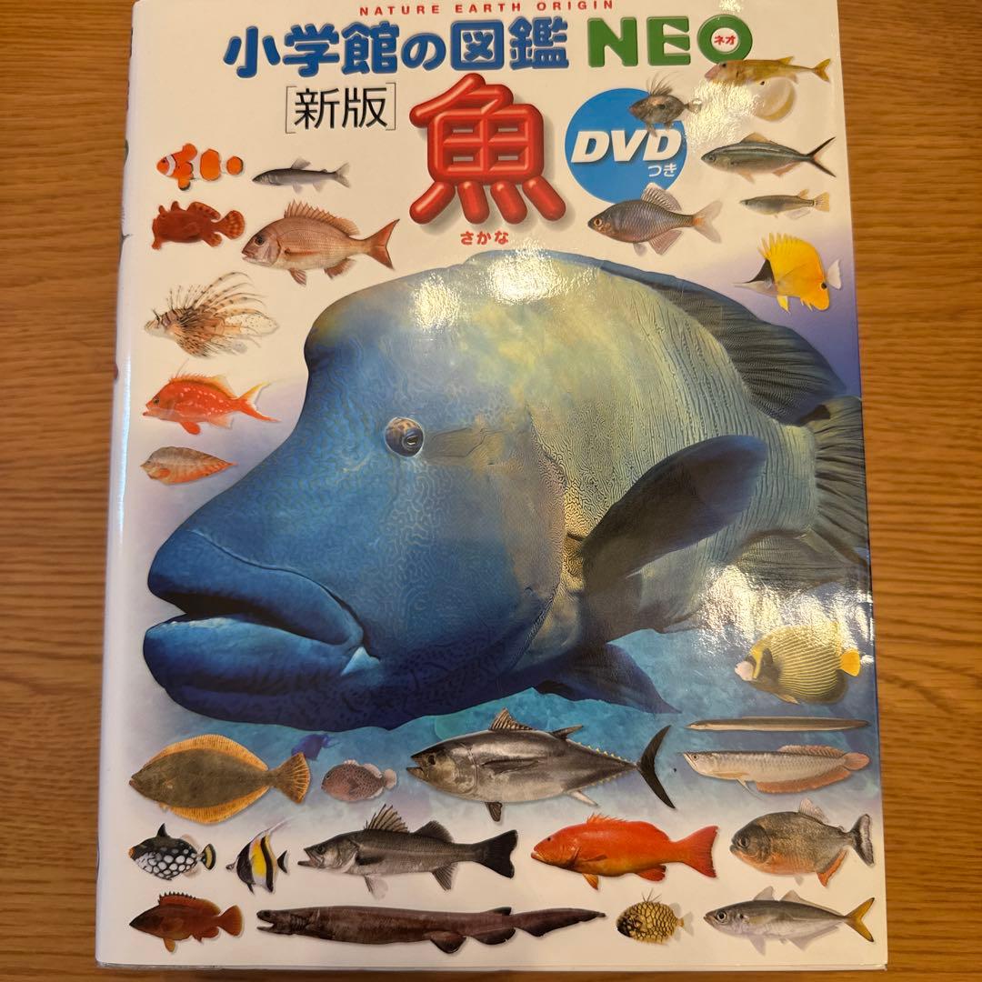 「ゆぅ」7セット　DVDつき