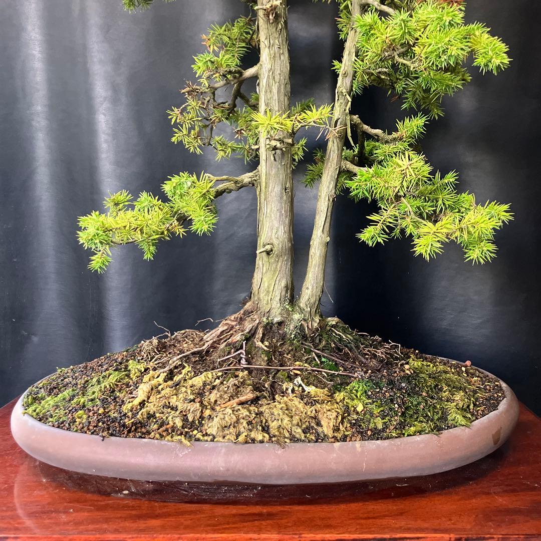 杜松 盆栽