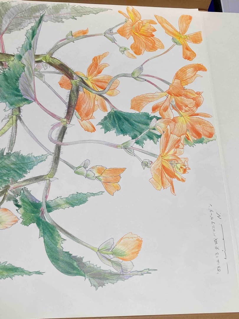 中島千波 花の写生 12葉◆中島千波著、求龍堂/Y090