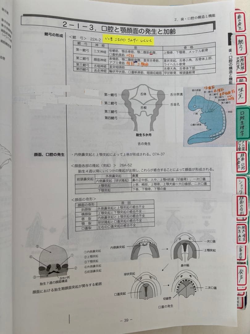 国試の麗人