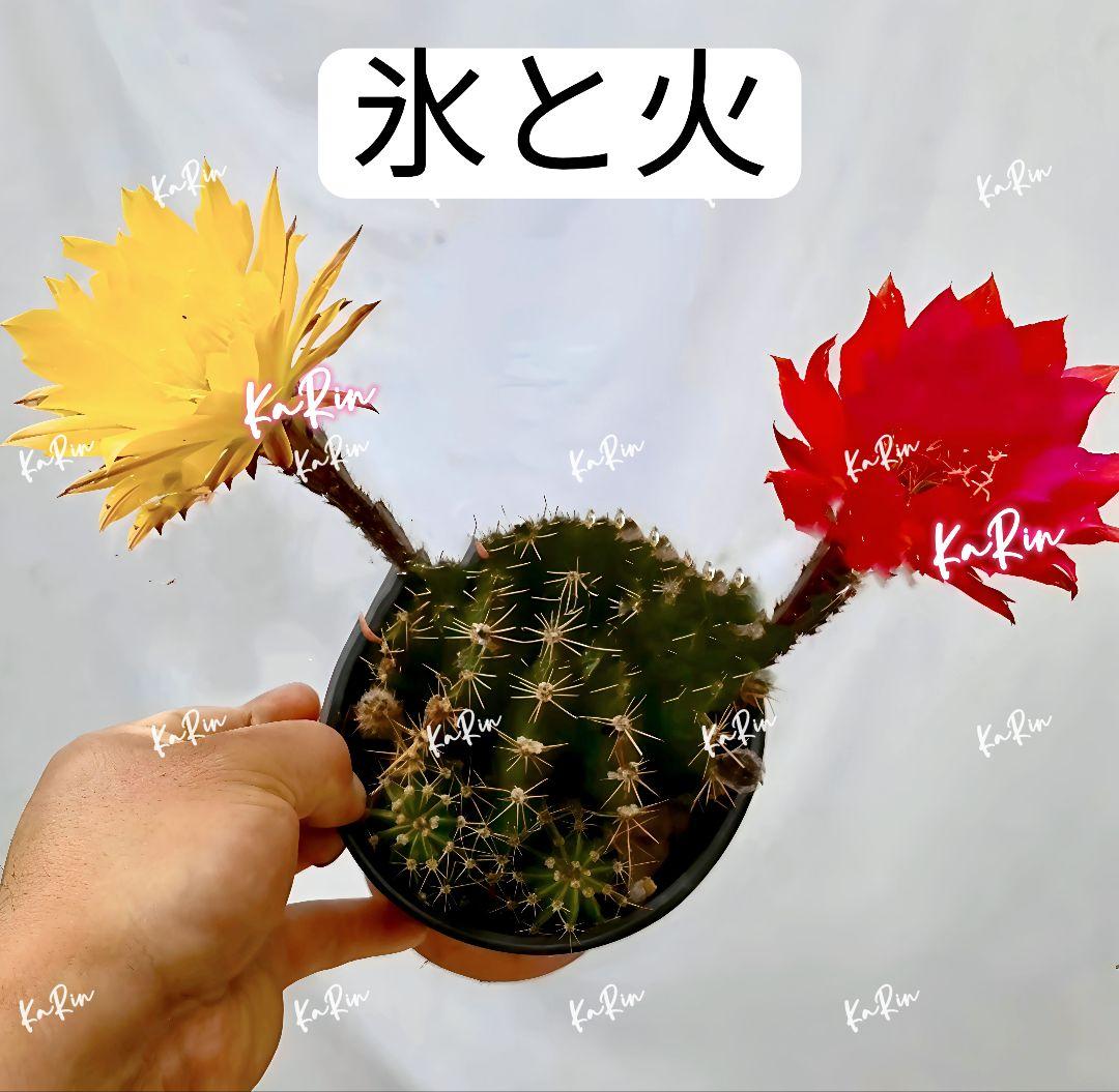 111-chii465商品　花サボテン　カキコ