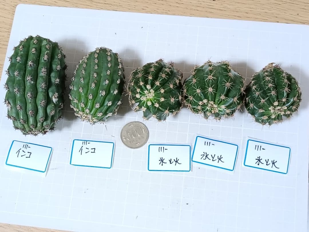 111-chii465商品　花サボテン　カキコ