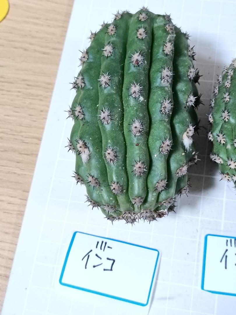111-chii465商品　花サボテン　カキコ
