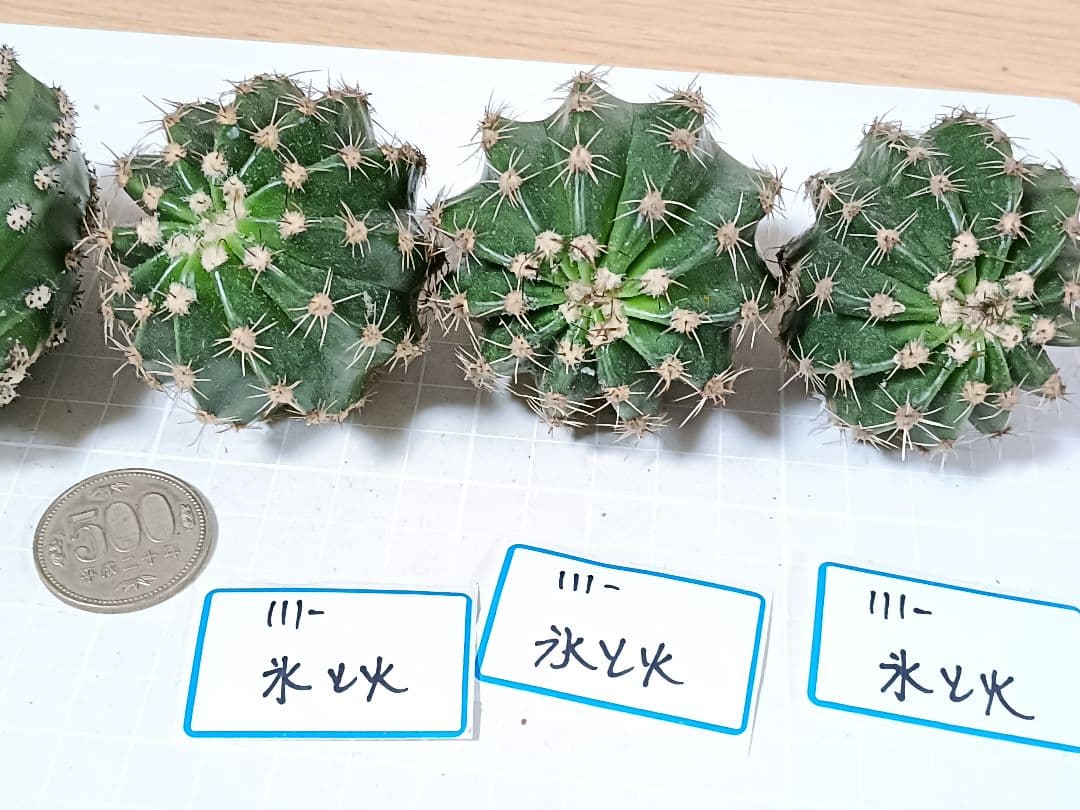 111-chii465商品　花サボテン　カキコ