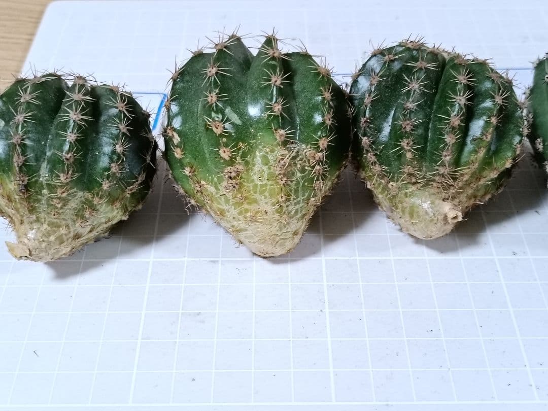 111-chii465商品　花サボテン　カキコ