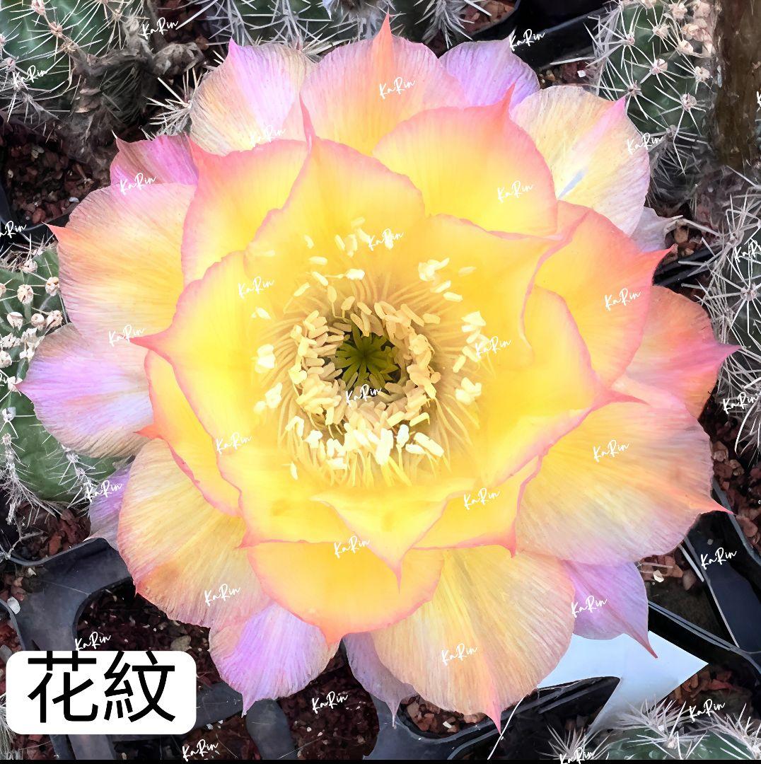 111-chii465商品　花サボテン　カキコ