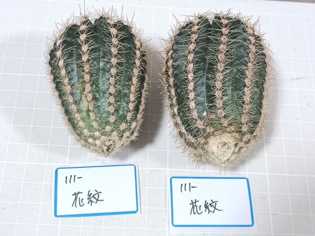 111-chii465商品　花サボテン　カキコ
