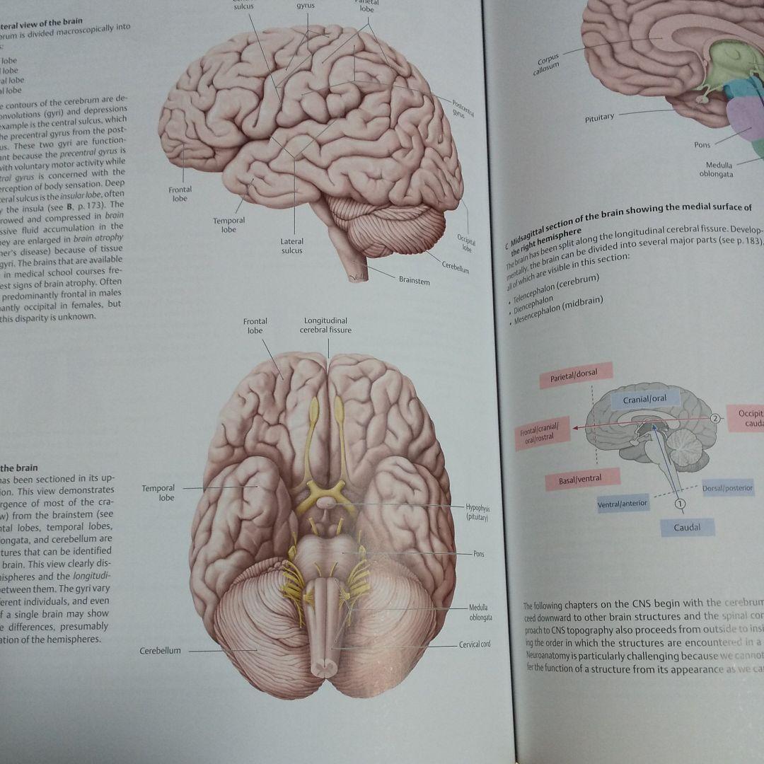 健康・医学 THIEME-Atlas-of-Anatomy