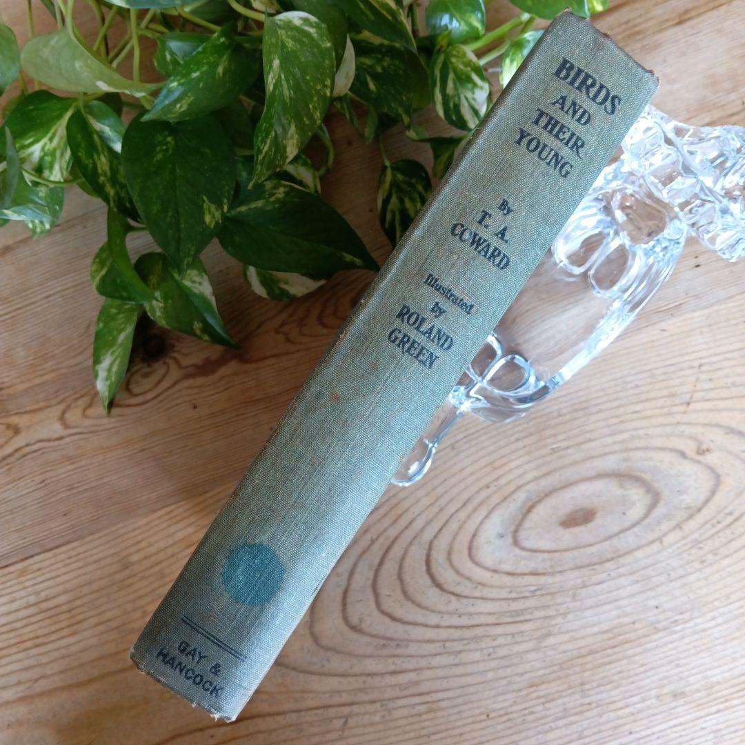 洋書古書　1923年　初版　希少　鳥図鑑　アンティーク　植物図鑑　画集　アート