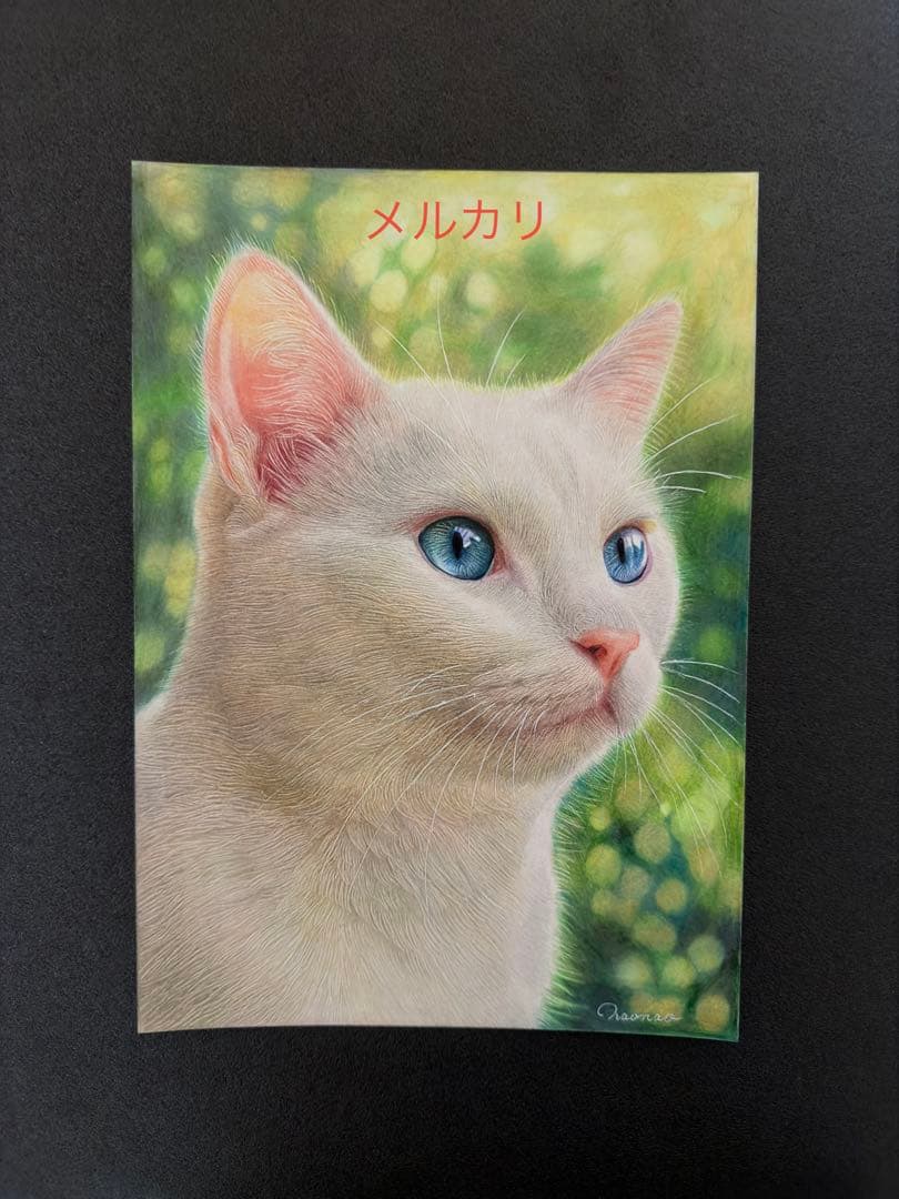 色鉛筆画A4白猫37