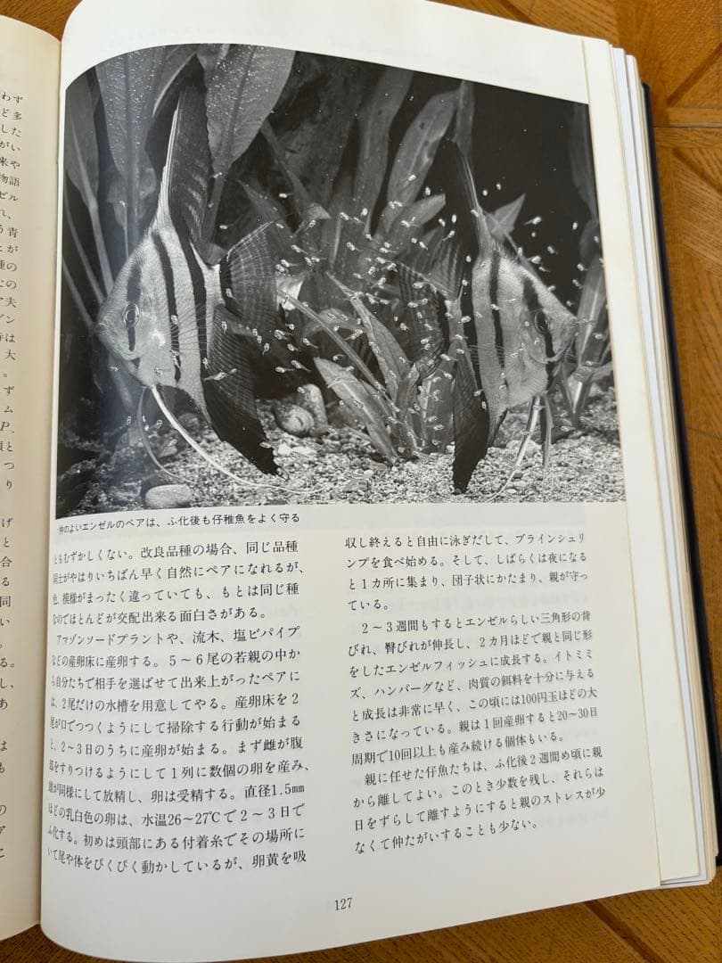 熱帯魚繁殖大鑑　東博司　緑書房