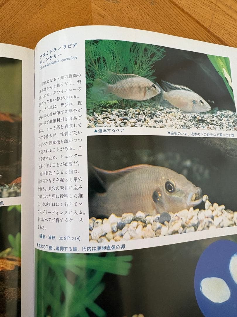 熱帯魚繁殖大鑑　東博司　緑書房