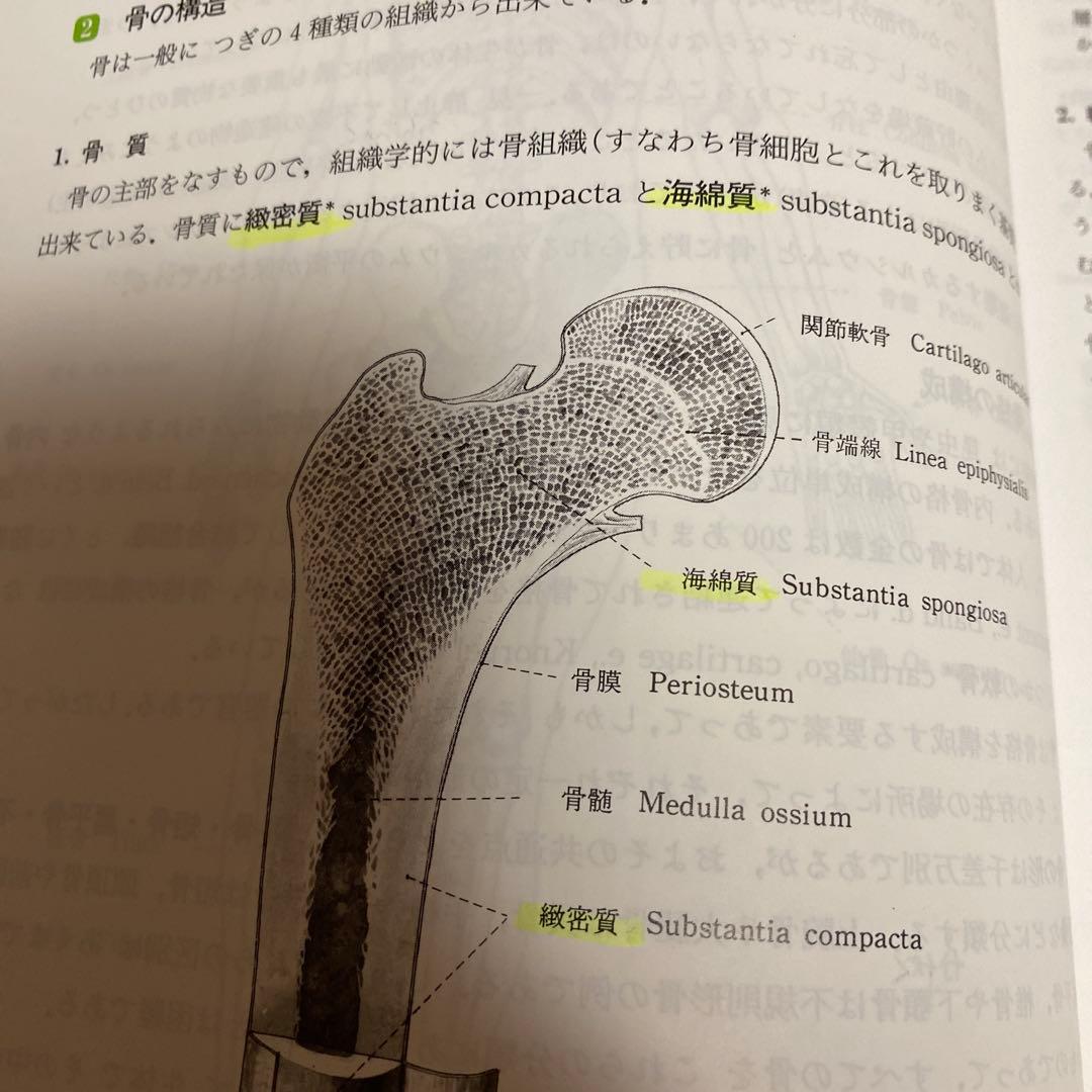 人体解剖学