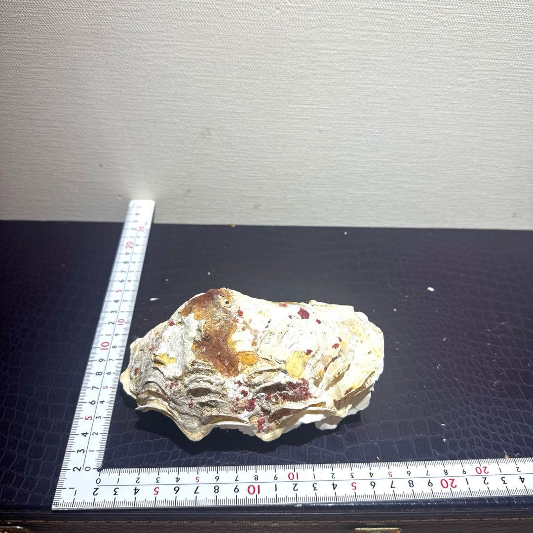 シャコ貝
