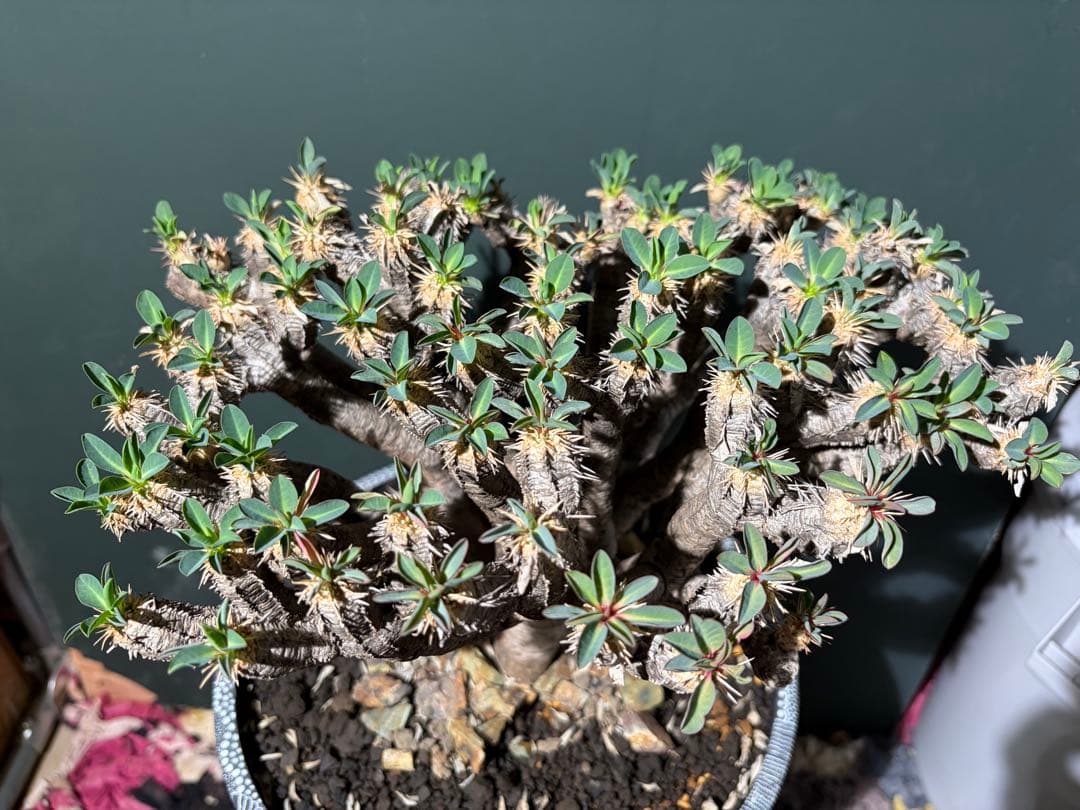ユーフォルビア ギラウミニアナ 良型 大株 現地球 発根済み