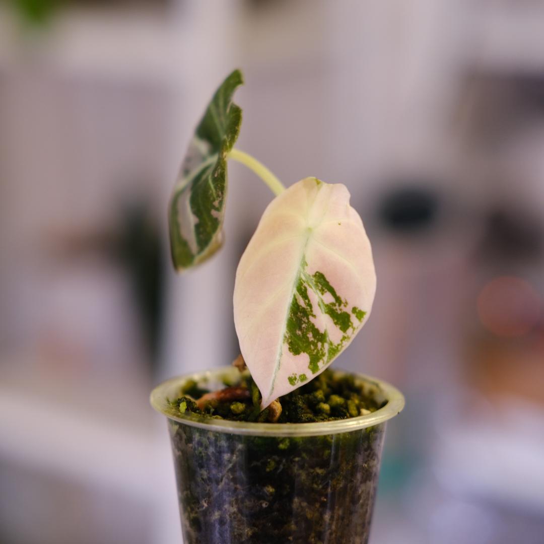 Alocasia Black Velvet Pink │ アロカシア②