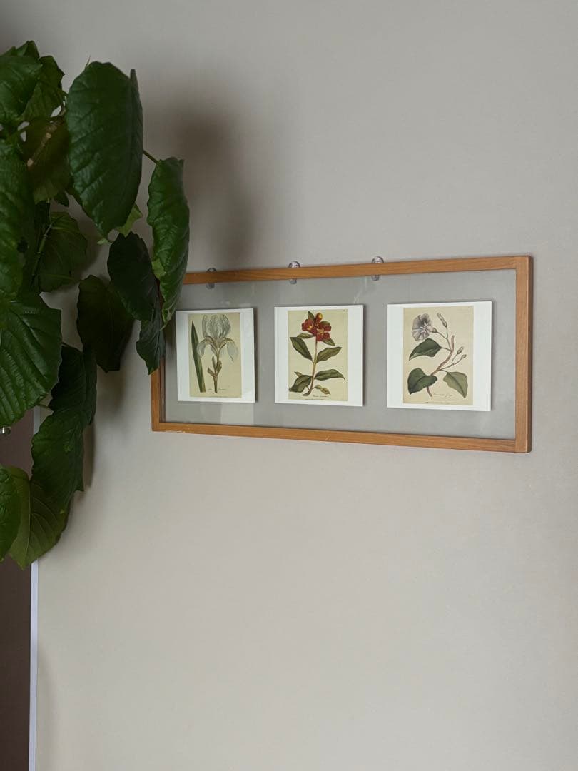 柔らかな雰囲気のボタニカルアート　植物画　ポスター　検）モモナチュラル