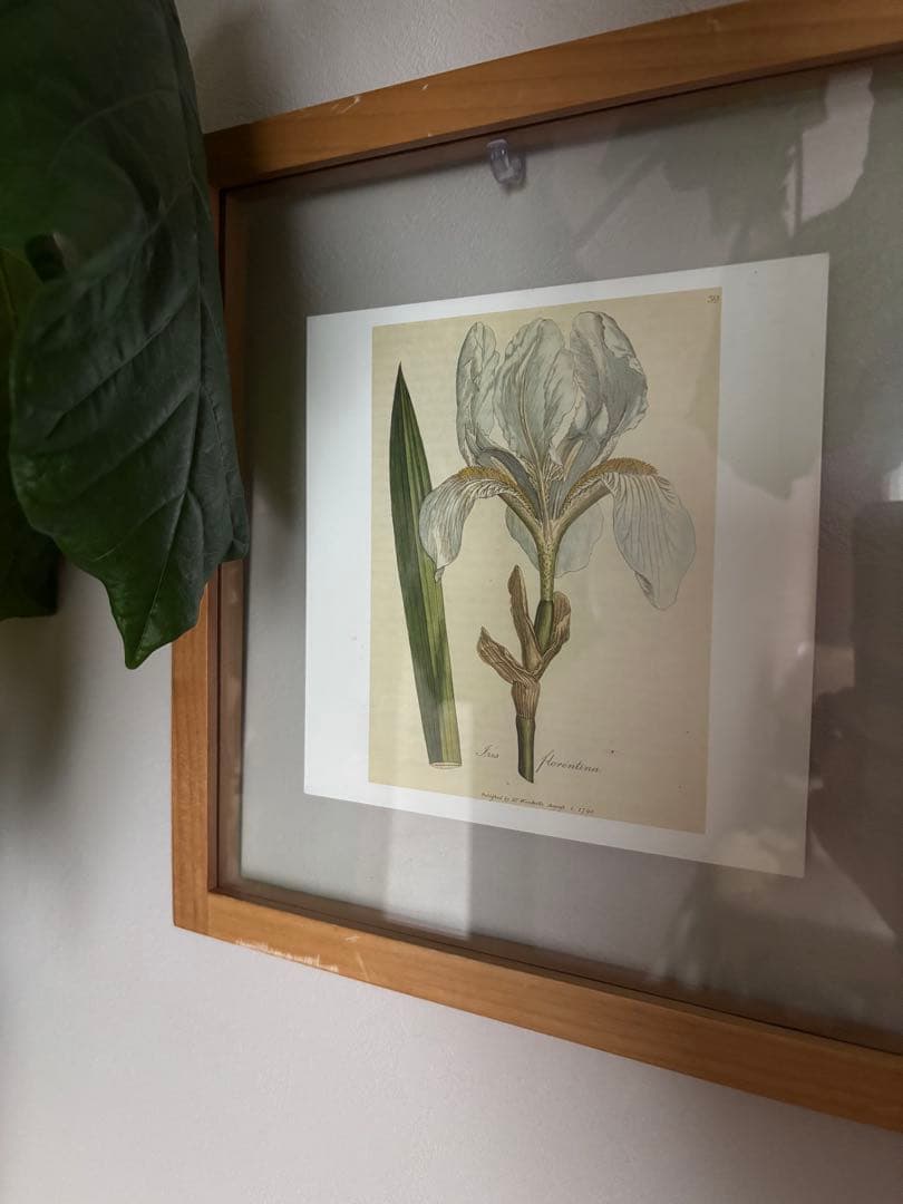 柔らかな雰囲気のボタニカルアート　植物画　ポスター　検）モモナチュラル