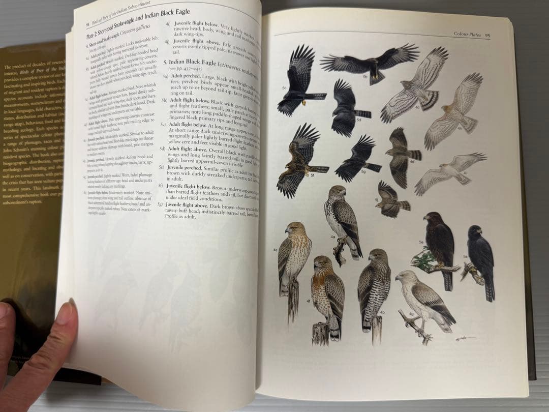 洋書 BIRDS OF PREY OF THE INDIAN SUBCONTINENT