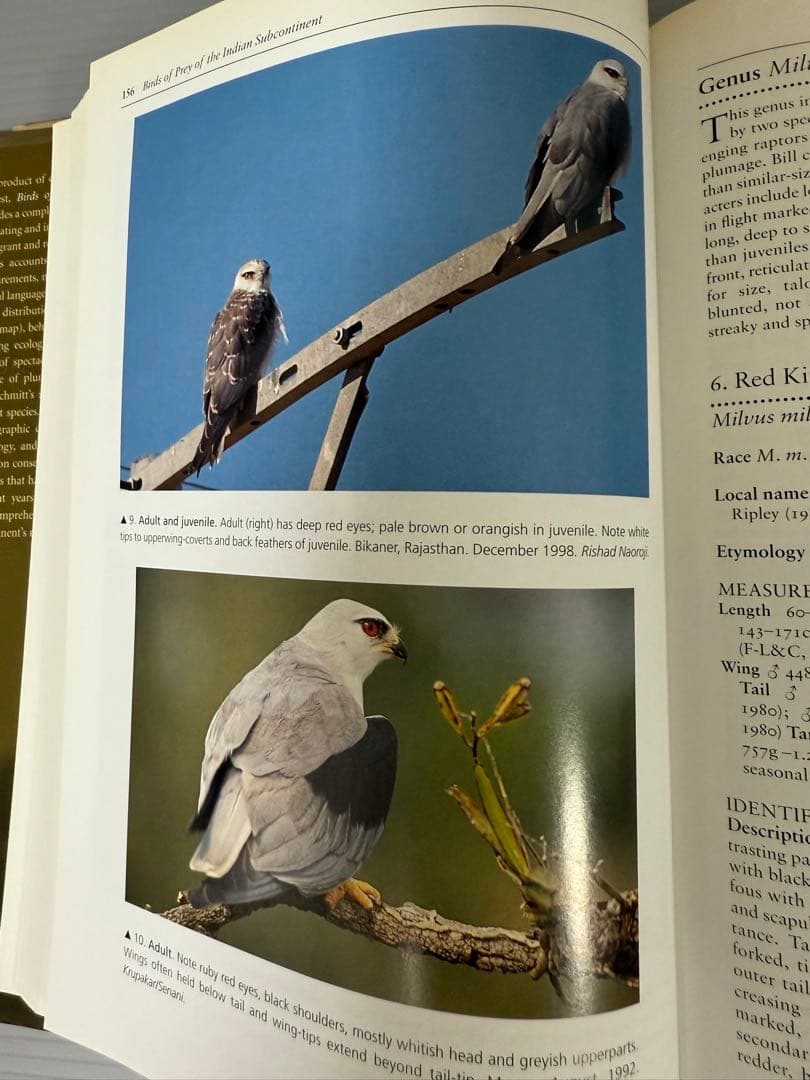 洋書 BIRDS OF PREY OF THE INDIAN SUBCONTINENT
