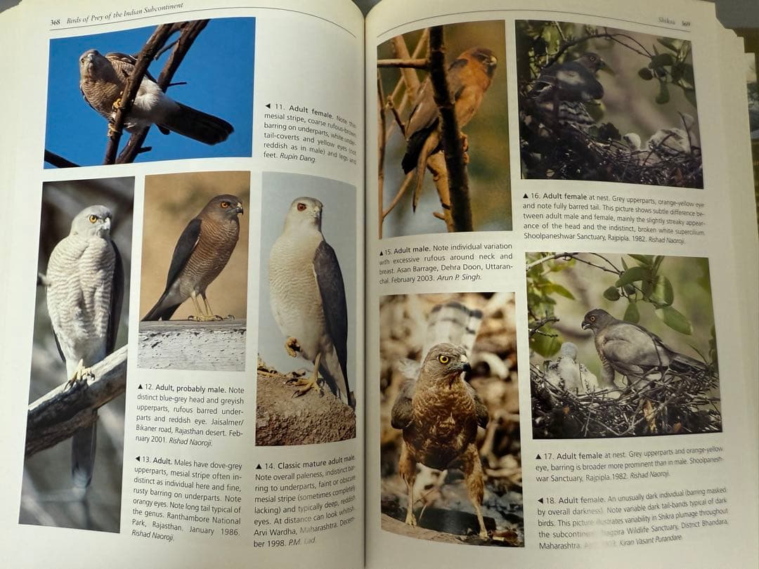 洋書 BIRDS OF PREY OF THE INDIAN SUBCONTINENT