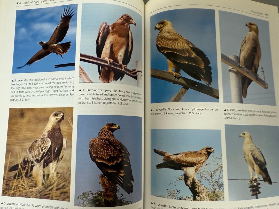 洋書 BIRDS OF PREY OF THE INDIAN SUBCONTINENT