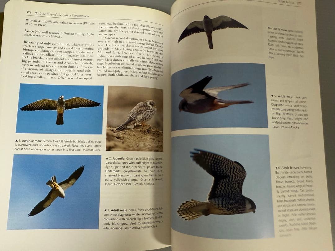 洋書 BIRDS OF PREY OF THE INDIAN SUBCONTINENT