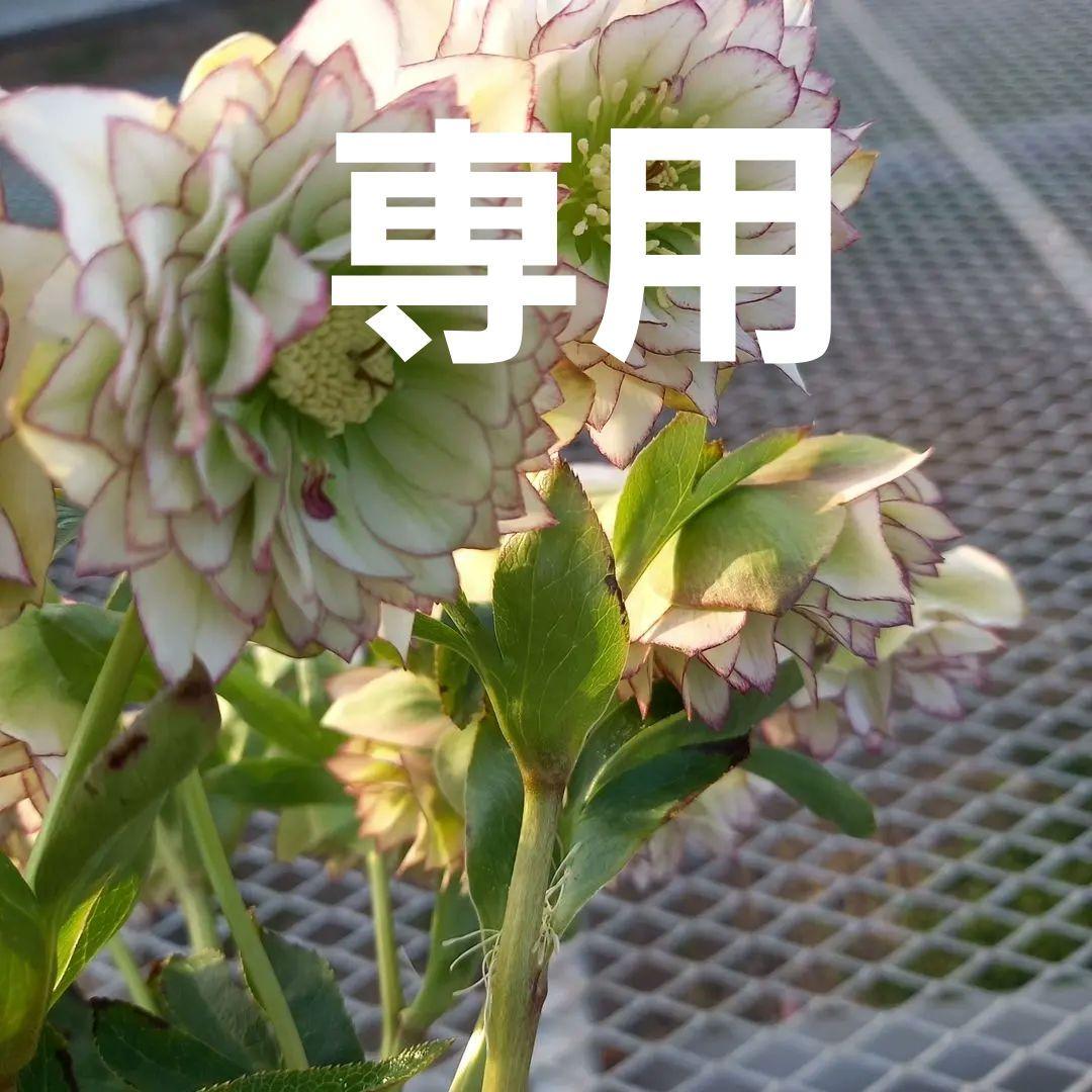 専用、花数バツグン！クリスマスローズ、苗、開花株