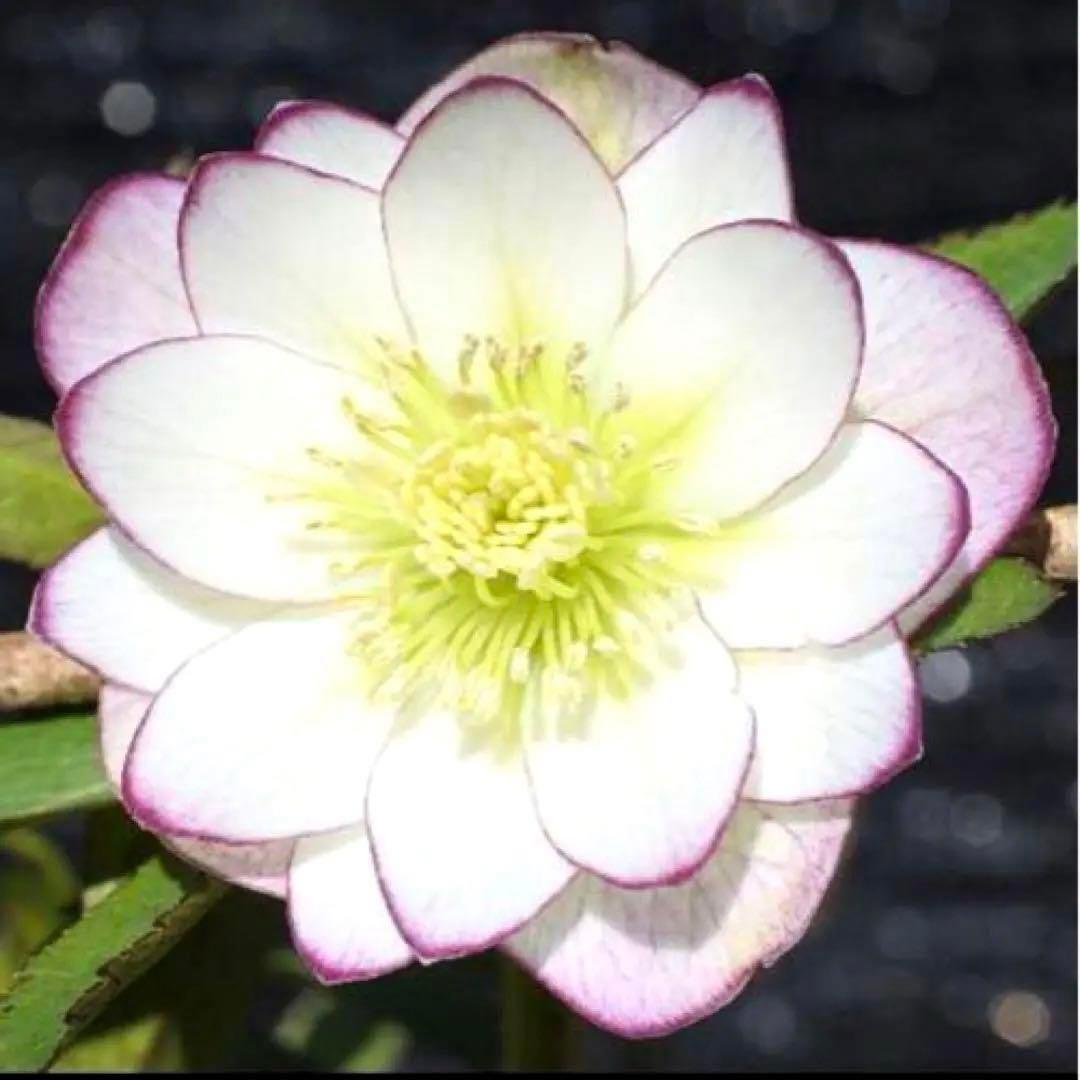 3884☘️2年間管理株☘️⭐️小輪⭐️清楚な印象⭐️２段色分け花弁⭐大木ナーセリー⭐️