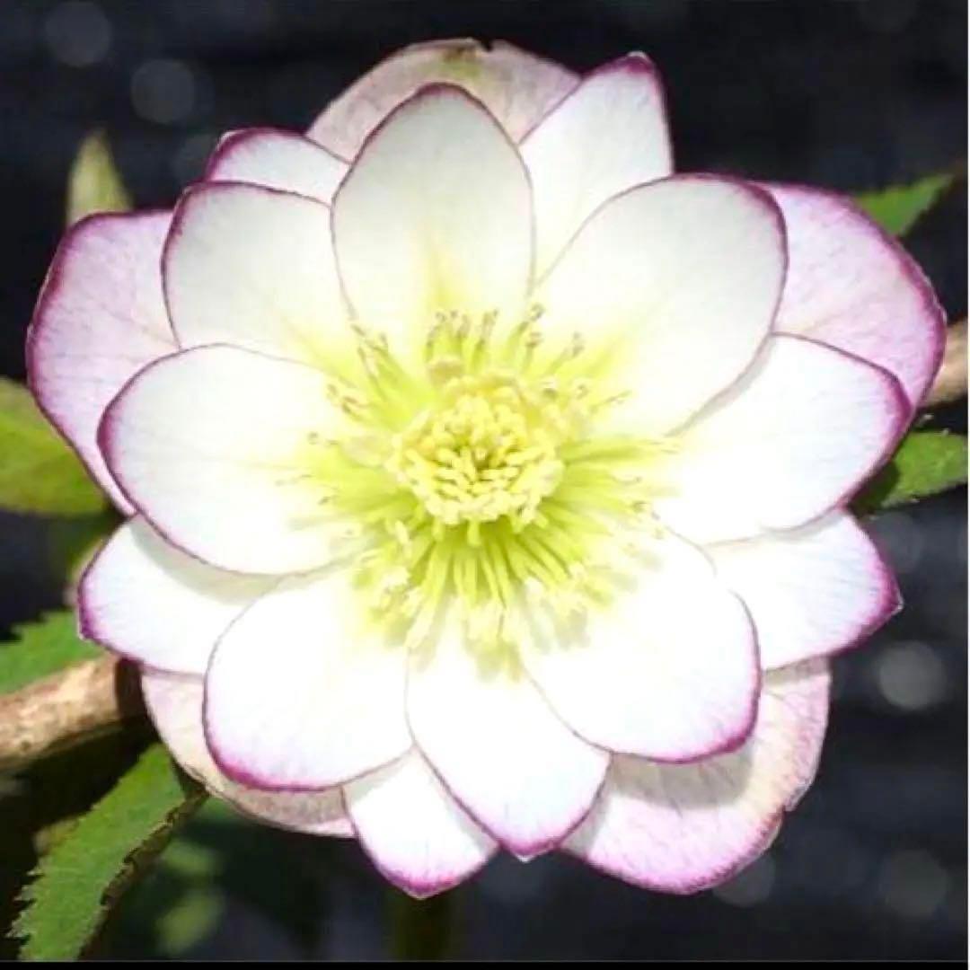 3884☘️2年間管理株☘️⭐️小輪⭐️清楚な印象⭐️２段色分け花弁⭐大木ナーセリー⭐️