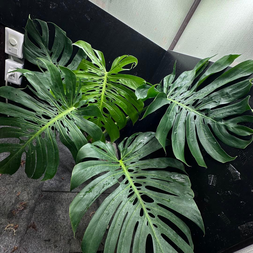 モンステラデリシオーサマクロコズム超希少系統鉢植え83㎝
