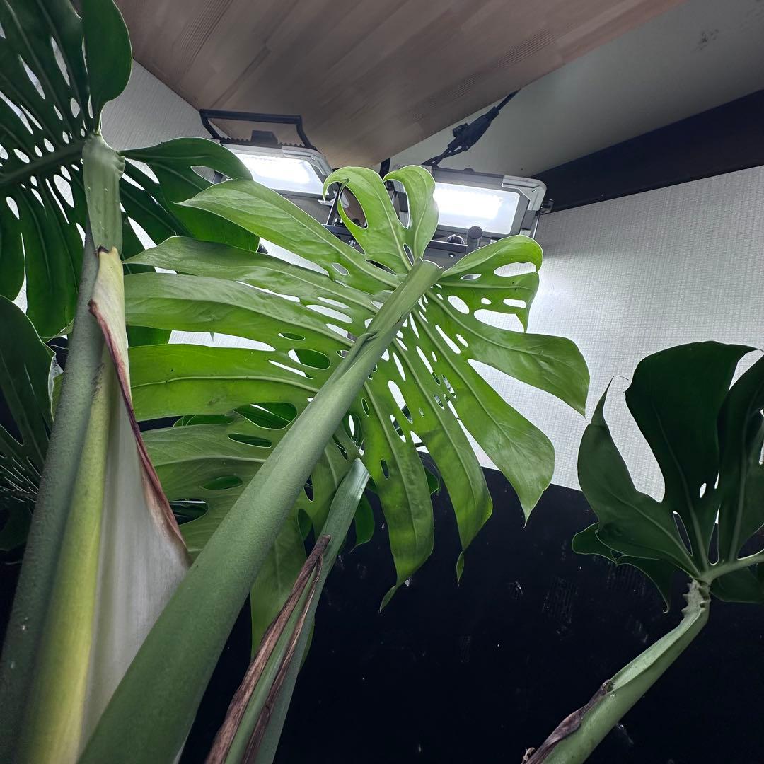 モンステラデリシオーサマクロコズム超希少系統鉢植え83㎝