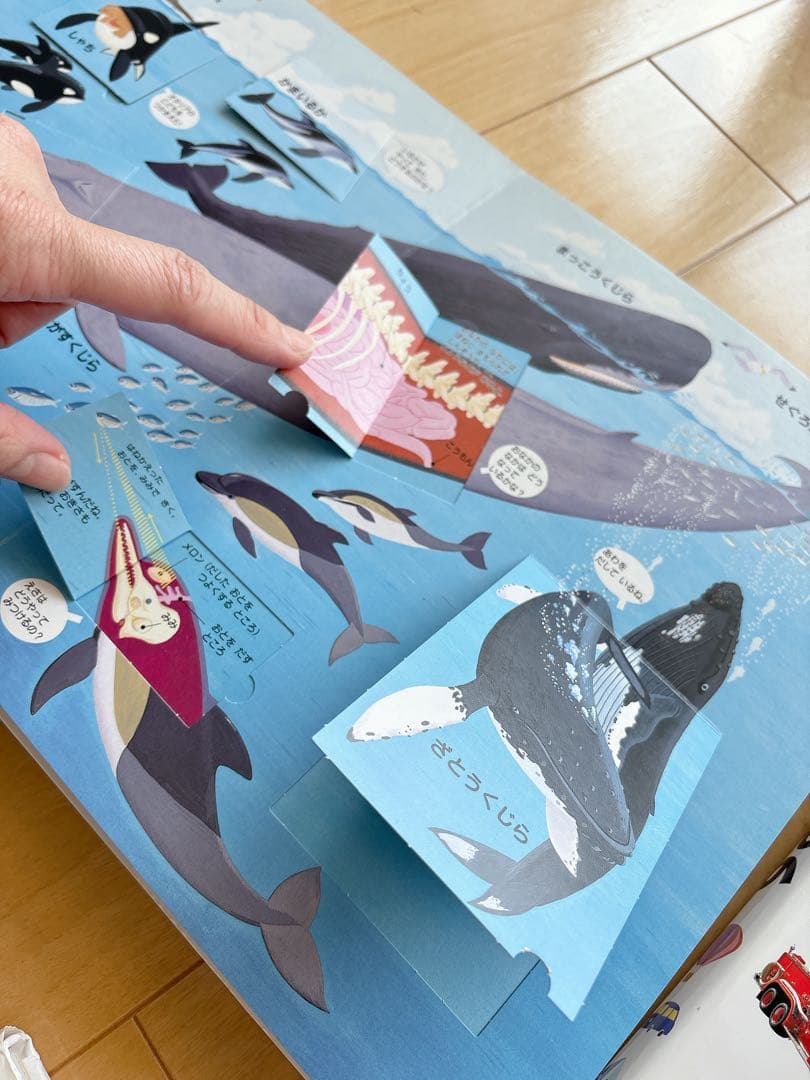 みゆ　はっけんずかん 6冊セット