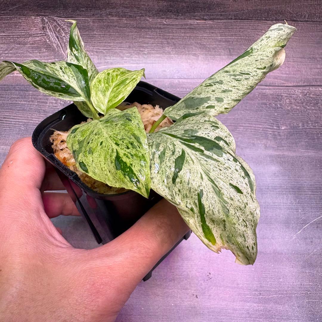 その他観葉植物 Homalomena Sp. Variegated