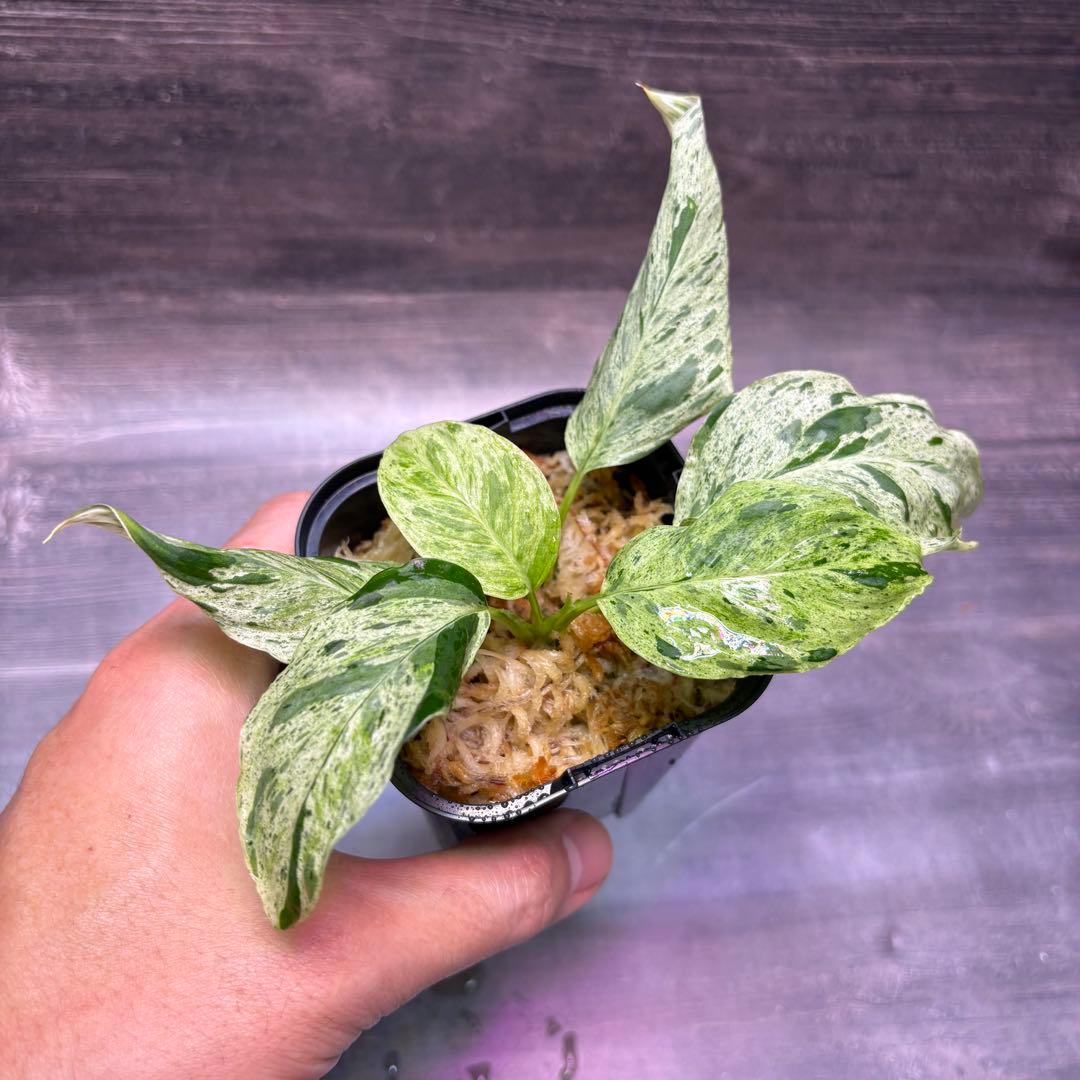 その他観葉植物 Homalomena Sp. Variegated