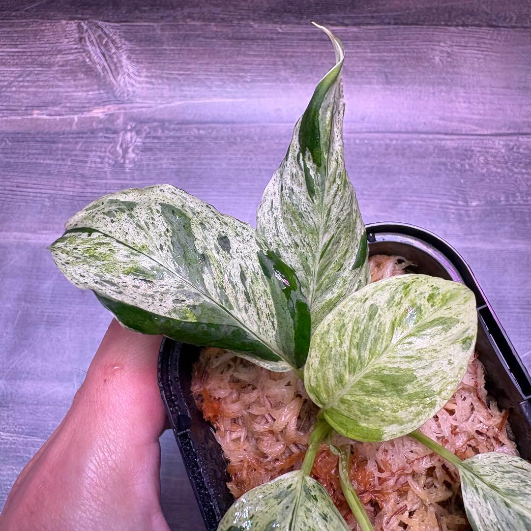 その他観葉植物 Homalomena Sp. Variegated