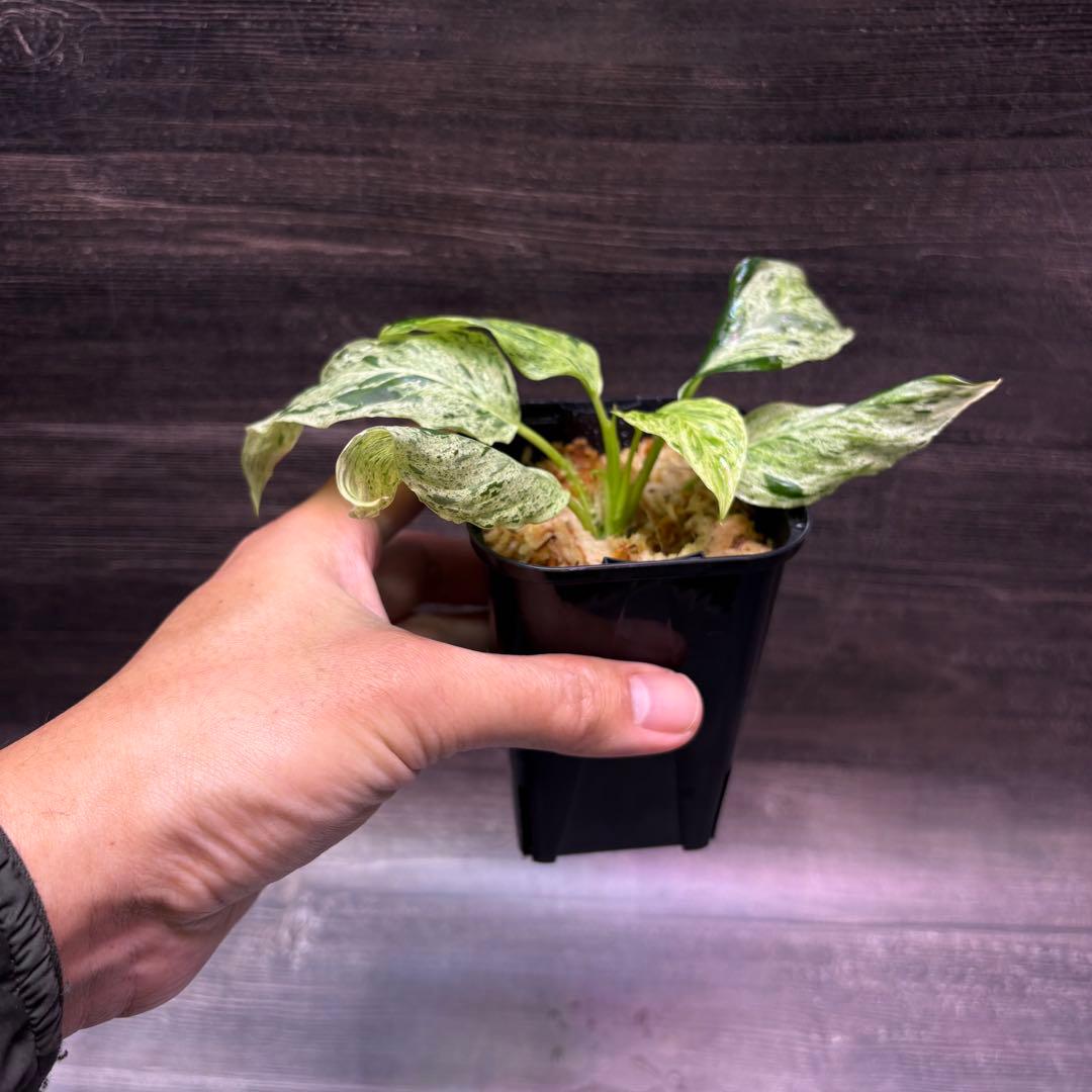 その他観葉植物 Homalomena Sp. Variegated