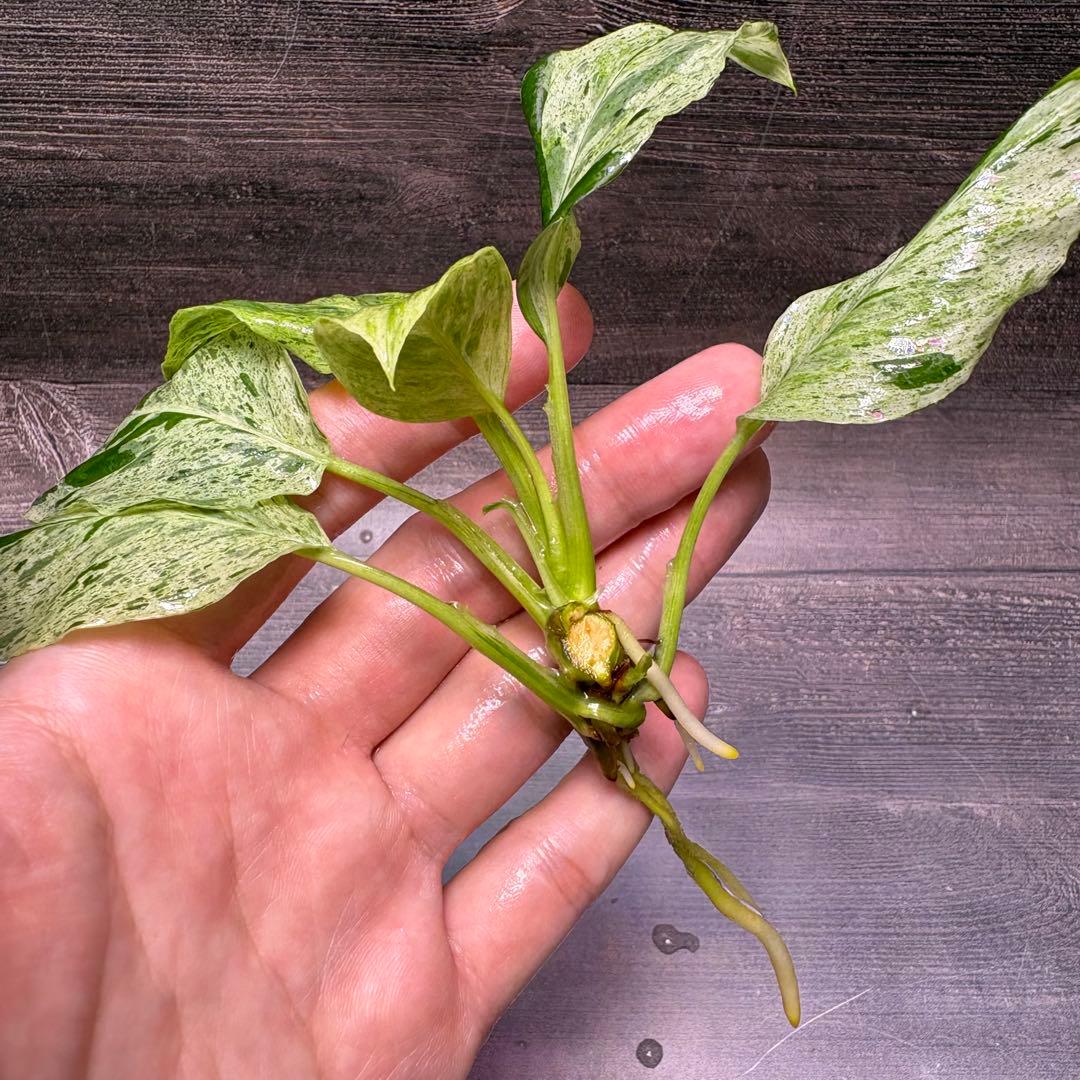 その他観葉植物 Homalomena Sp. Variegated