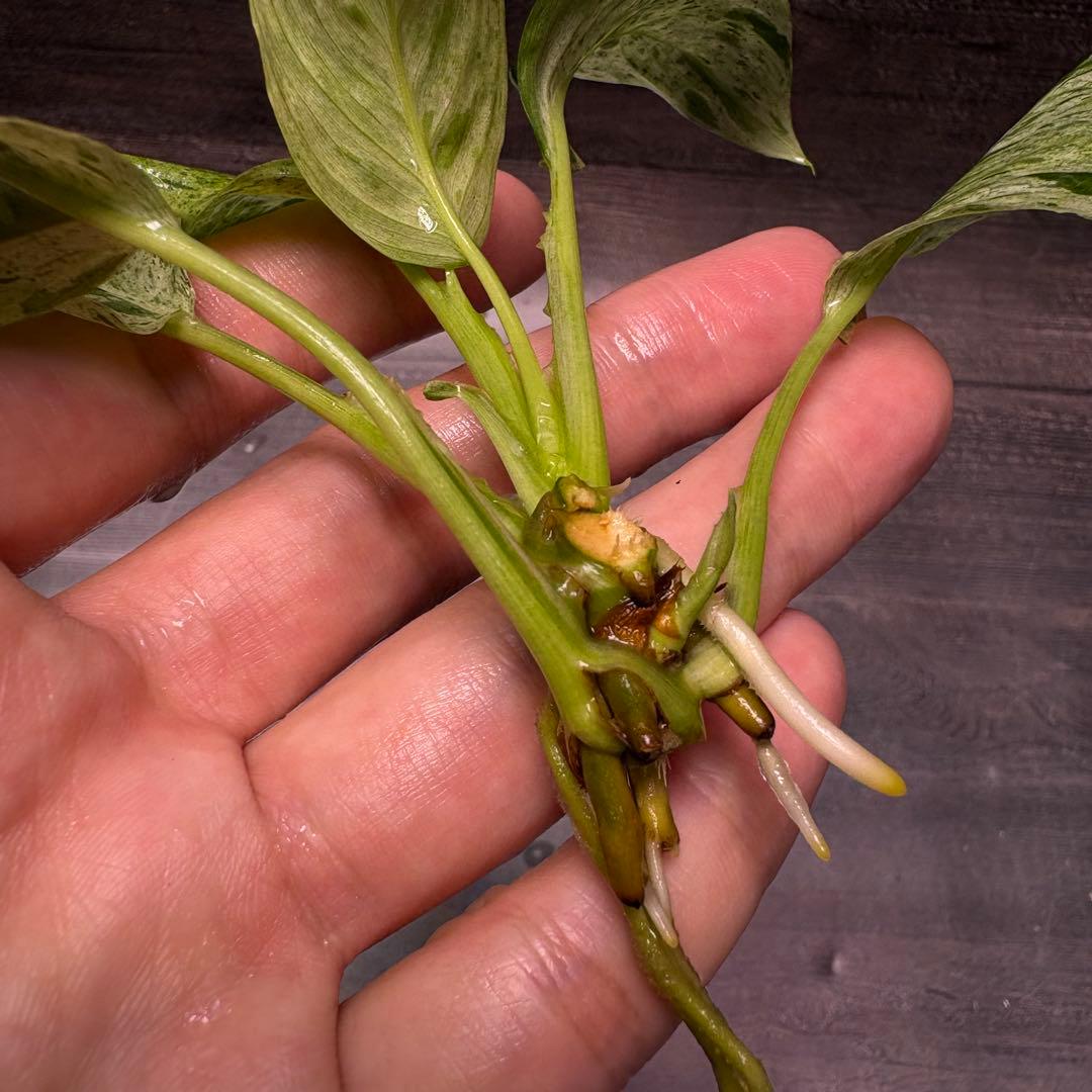 その他観葉植物 Homalomena Sp. Variegated