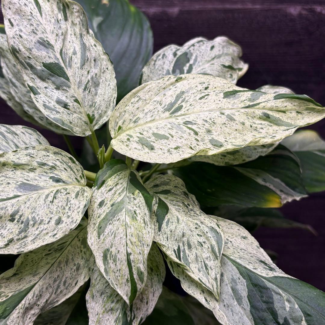 その他観葉植物 Homalomena Sp. Variegated