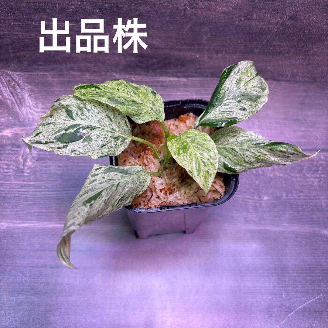 その他観葉植物 Homalomena Sp. Variegated