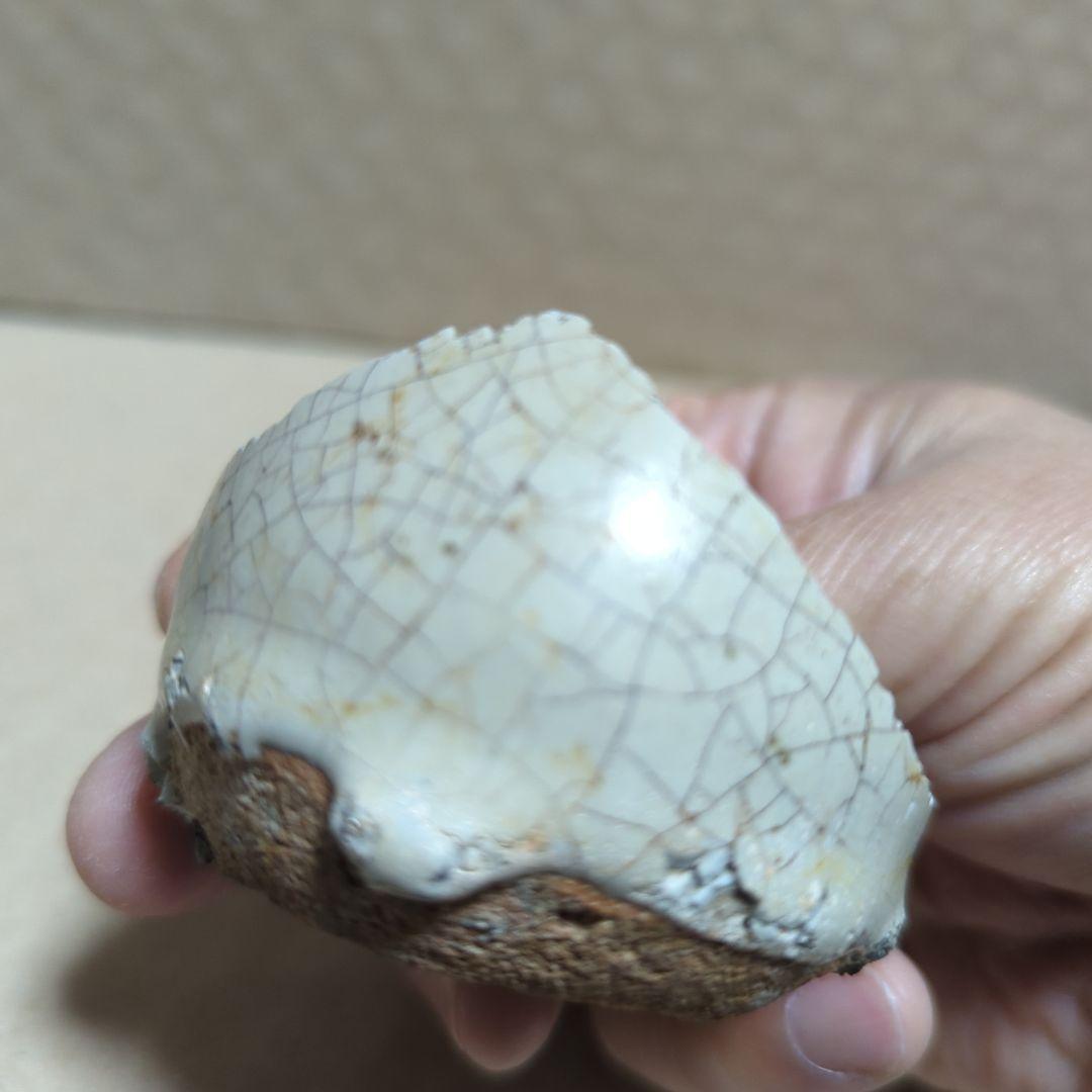 古唐津陶片