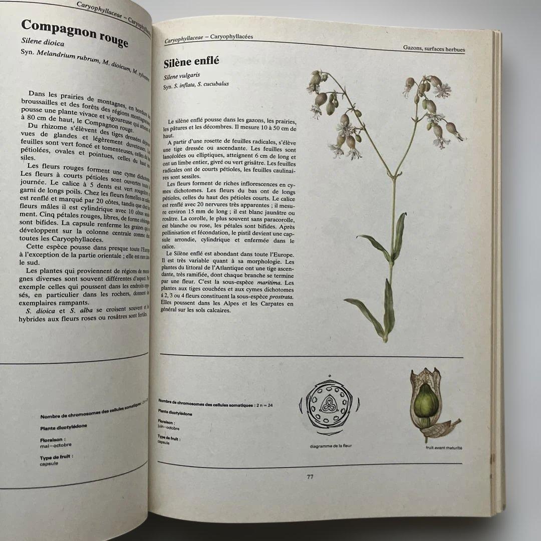 PLANTES SAUVAGES 256イラスト 洋書