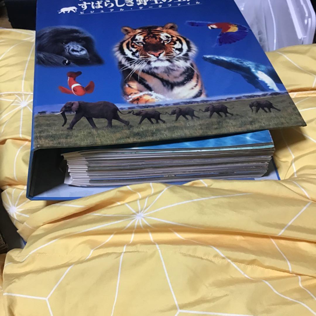 Discovering Wildlife すばらしき野生の王国　6個セット